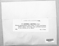 Lecidea arctica image